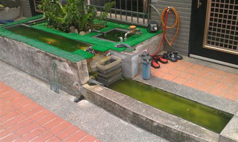 大樓糞管顏色 戶外魚池水變綠